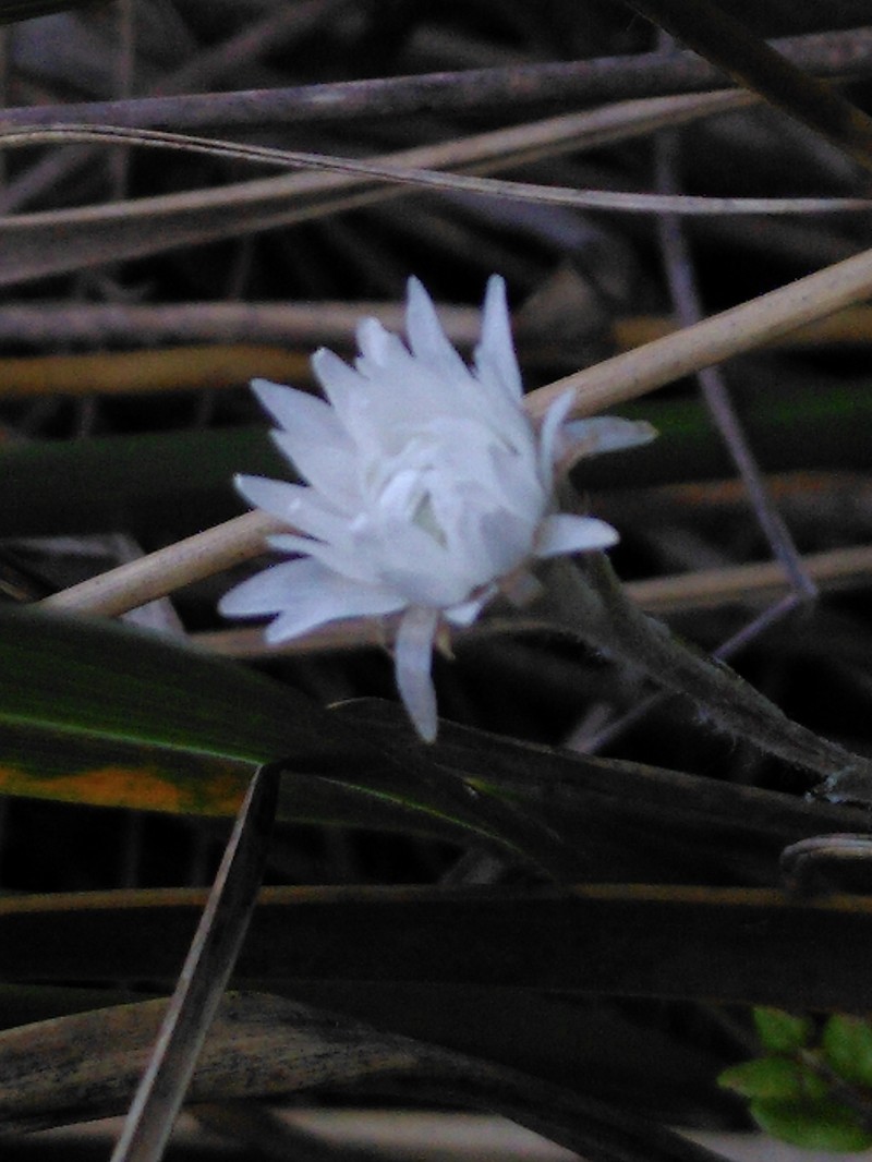 Anaphalioides bellidioides photo 8