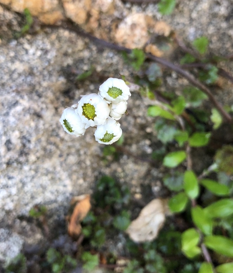 Anaphalioides hookeri