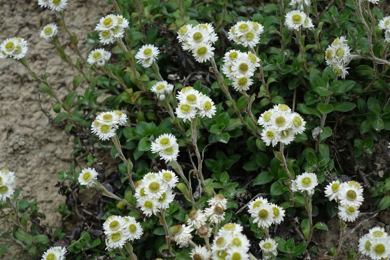 Anaphalioides hookeri photo 2
