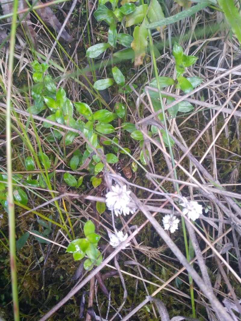 Anaphalioides hookeri photo 3