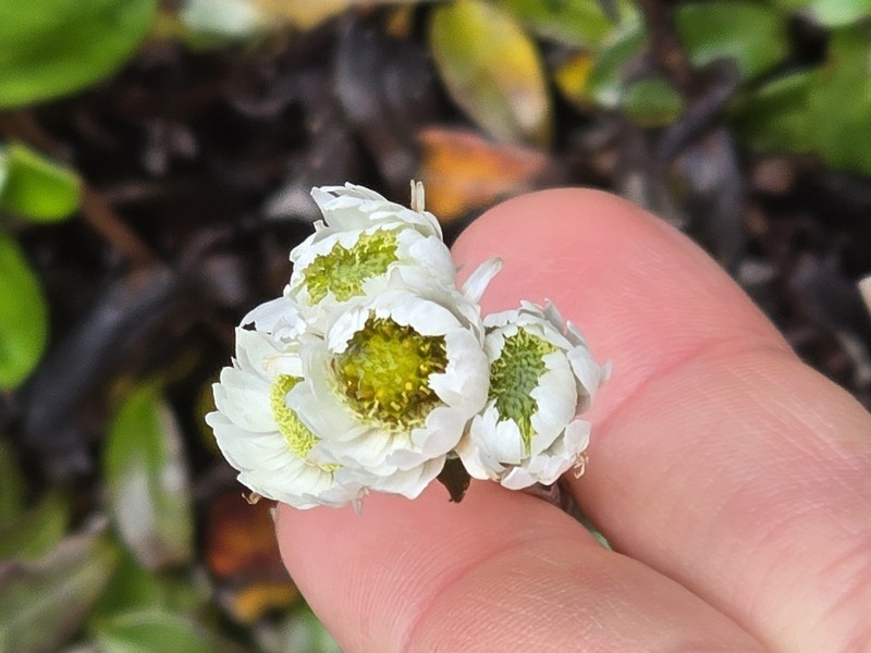 Anaphalioides hookeri photo 4