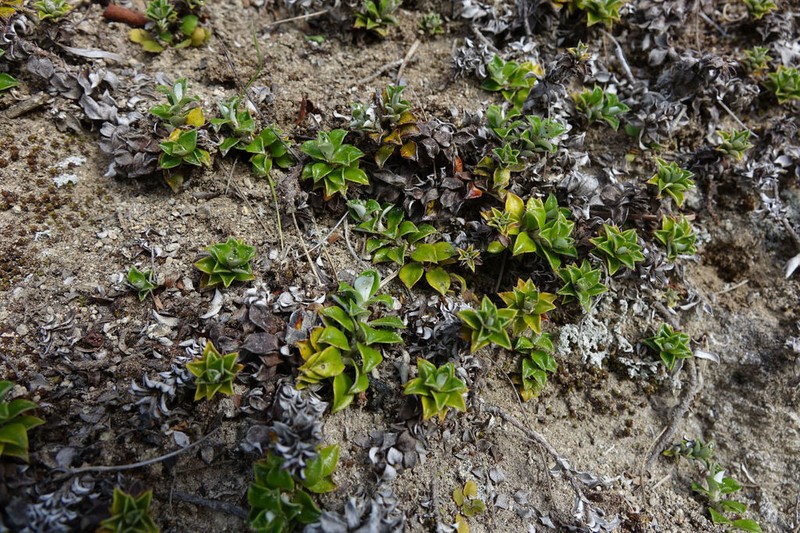 Anaphalioides hookeri photo 5