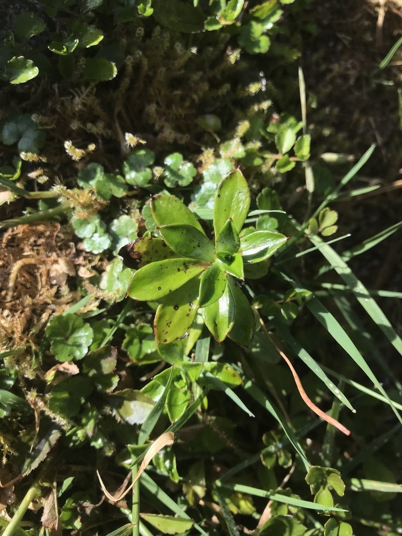 Anaphalioides hookeri photo 6