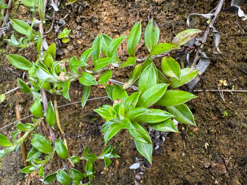 Anaphalioides hookeri photo 7