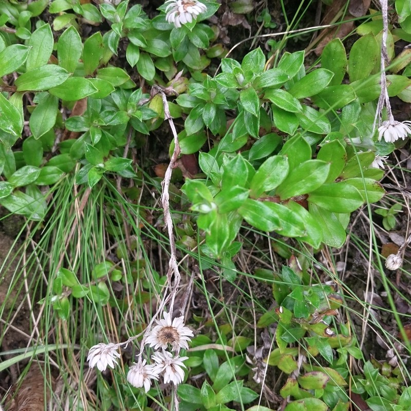 Anaphalioides hookeri photo 8