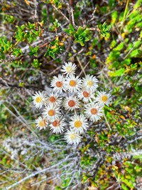 Anaphalioides mariae