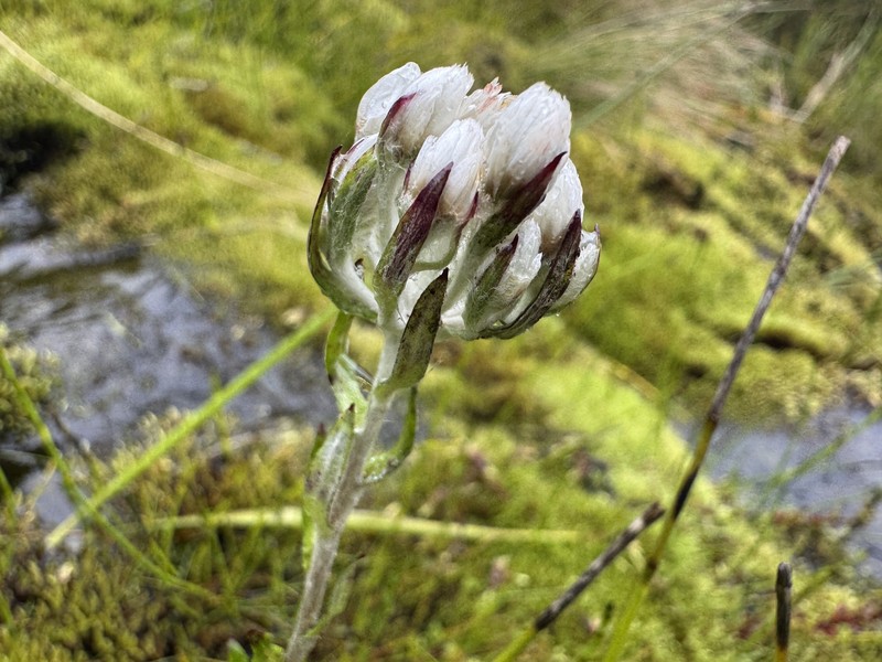 Anaphalioides mariae photo 4