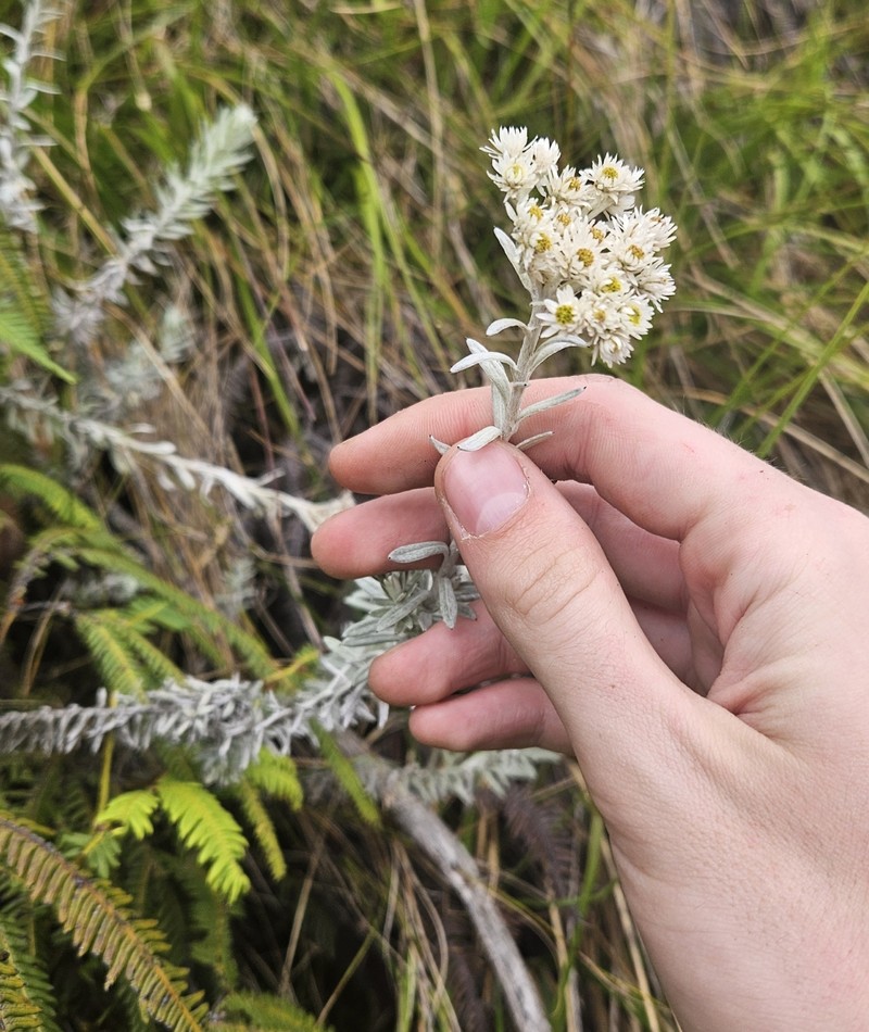 Anaphalioides mariae photo 5