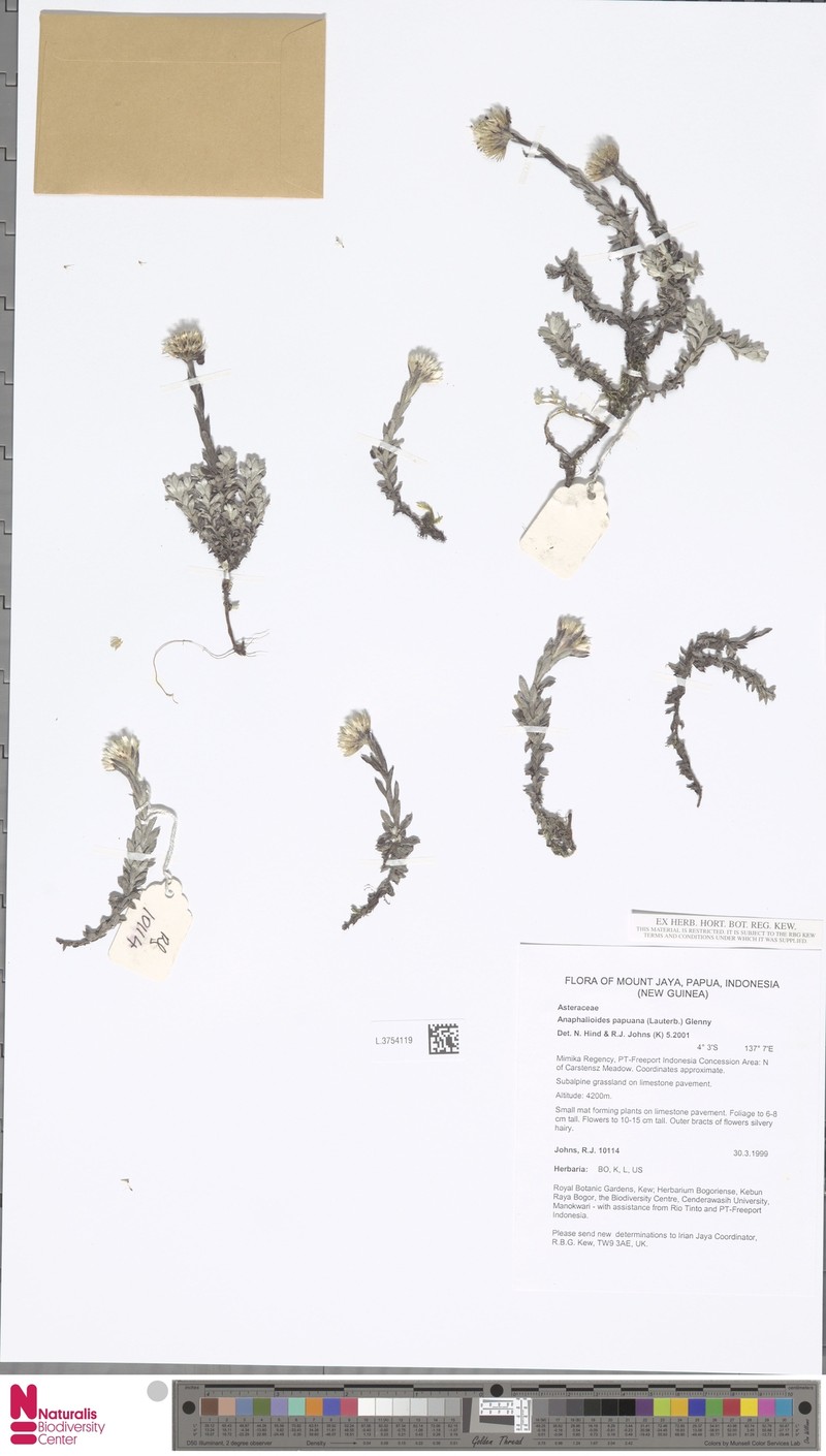 Anaphalioides papuana photo 2
