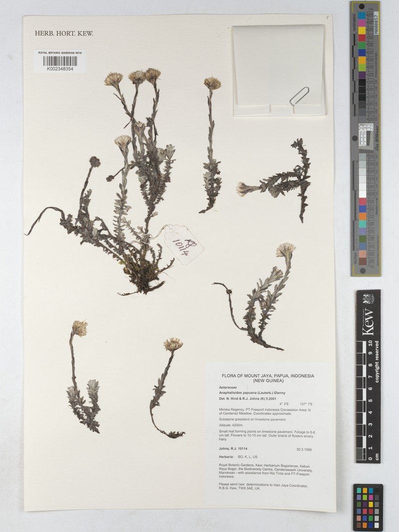 Anaphalioides papuana photo 3