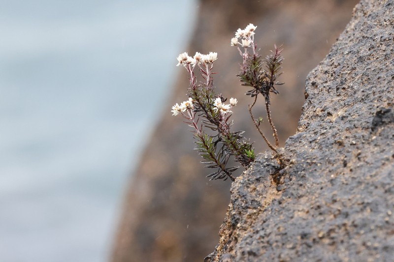 Anaphalioides subrigida