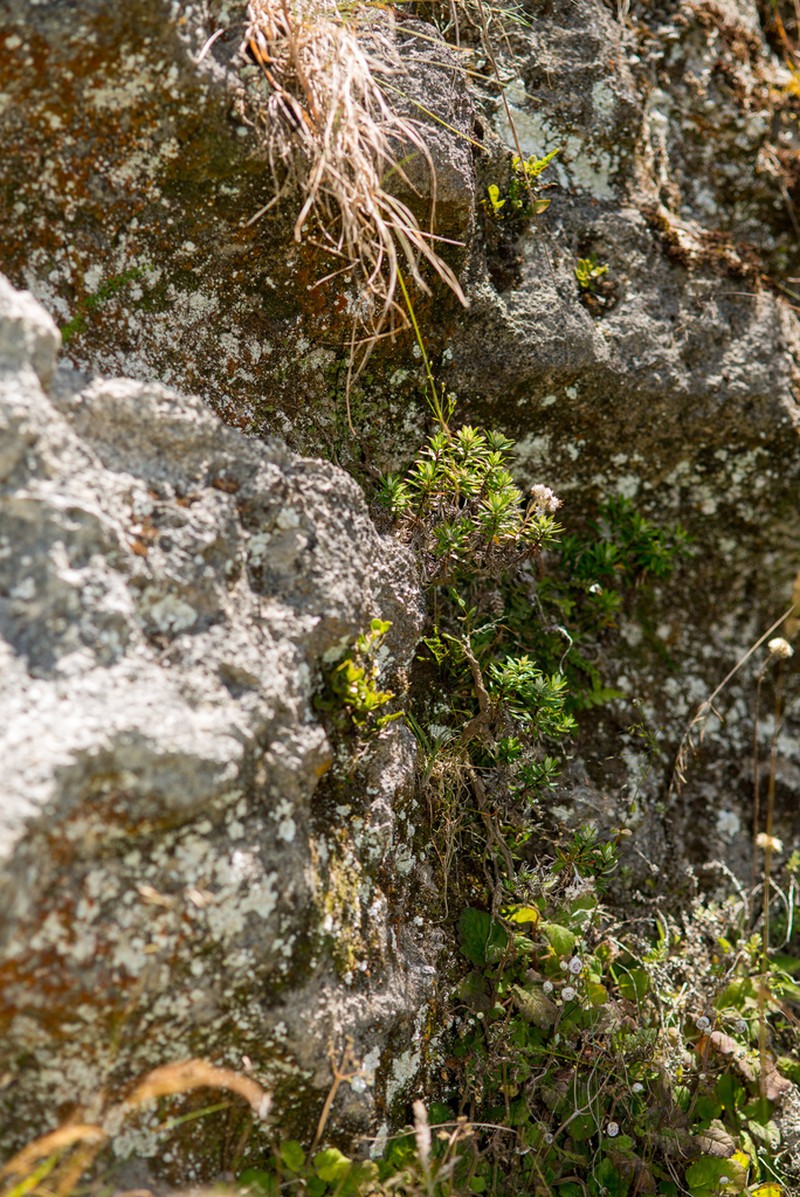 Anaphalioides subrigida photo 2