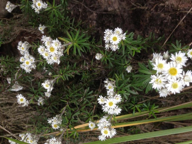 Anaphalioides subrigida photo 3