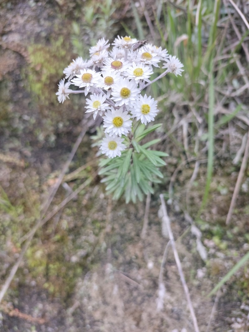 Anaphalioides subrigida photo 4