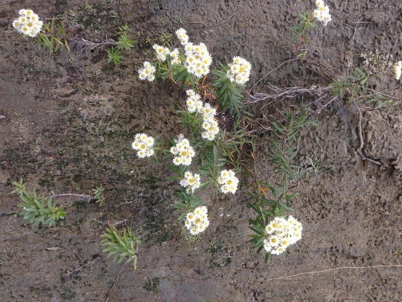 Anaphalioides subrigida photo 5
