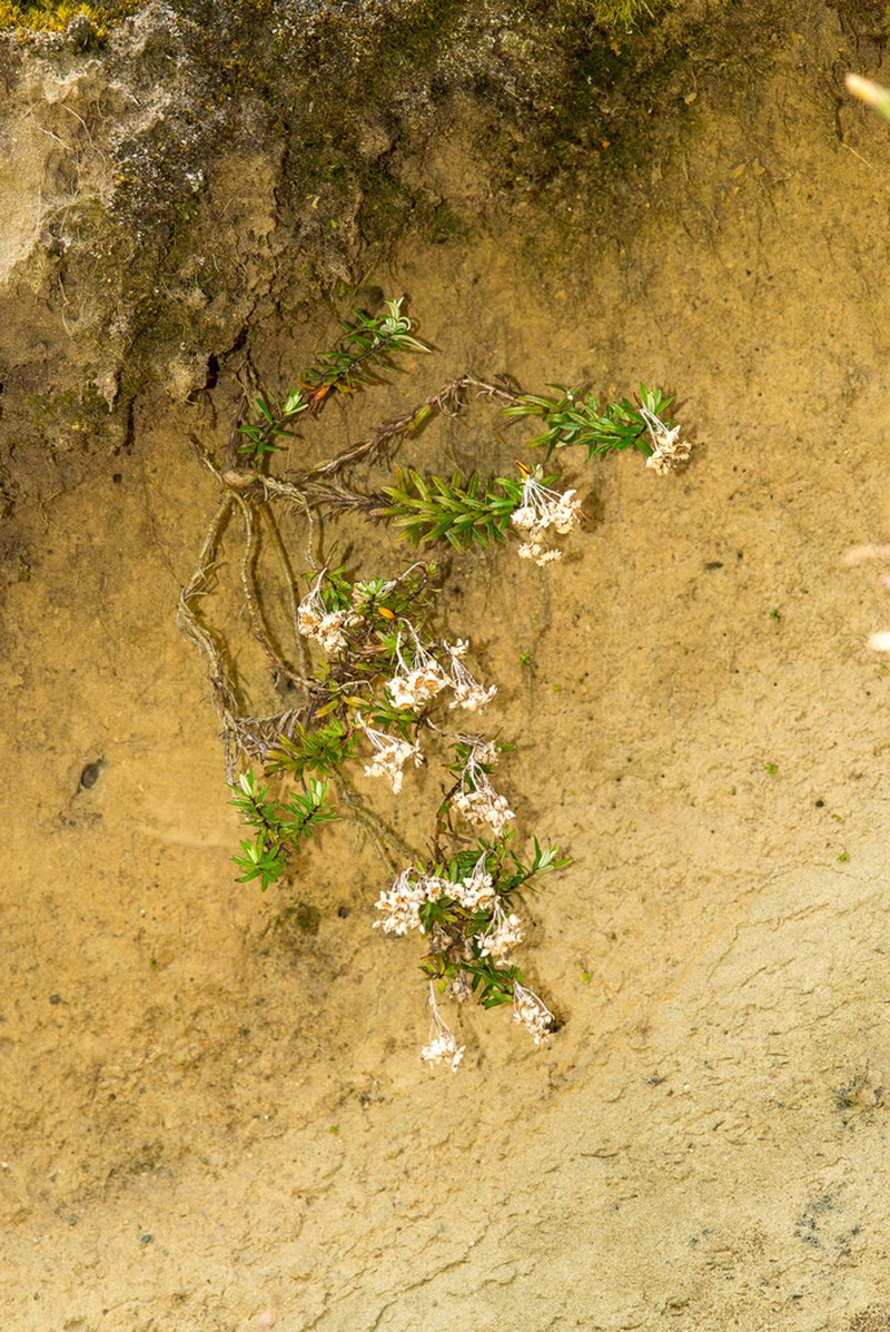 Anaphalioides subrigida photo 6