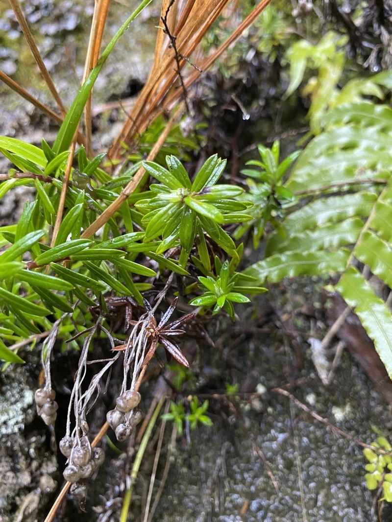 Anaphalioides subrigida photo 7