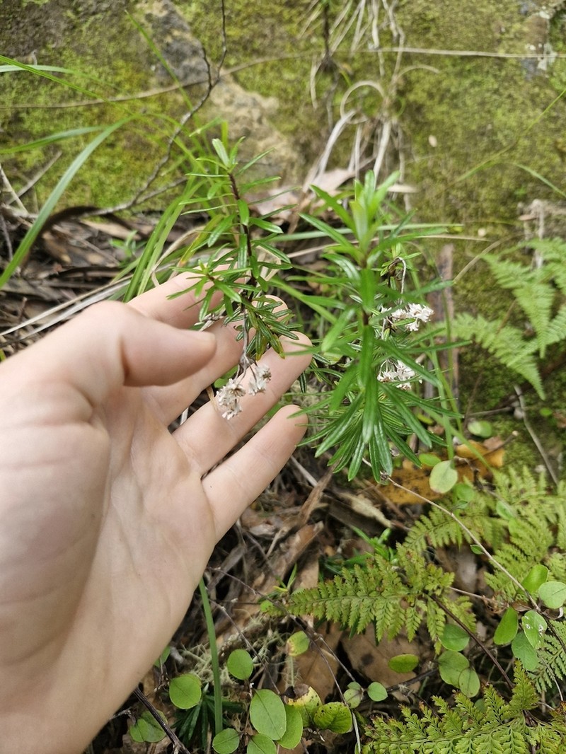 Anaphalioides subrigida photo 8