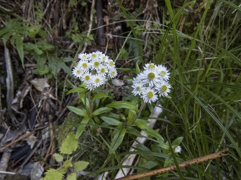 Anaphalioides trinervis