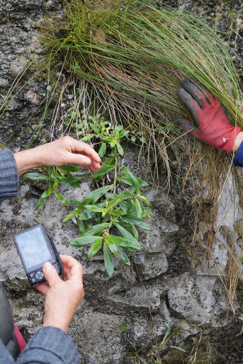 Anaphalioides trinervis photo 2