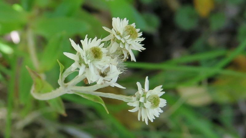 Anaphalioides trinervis photo 3