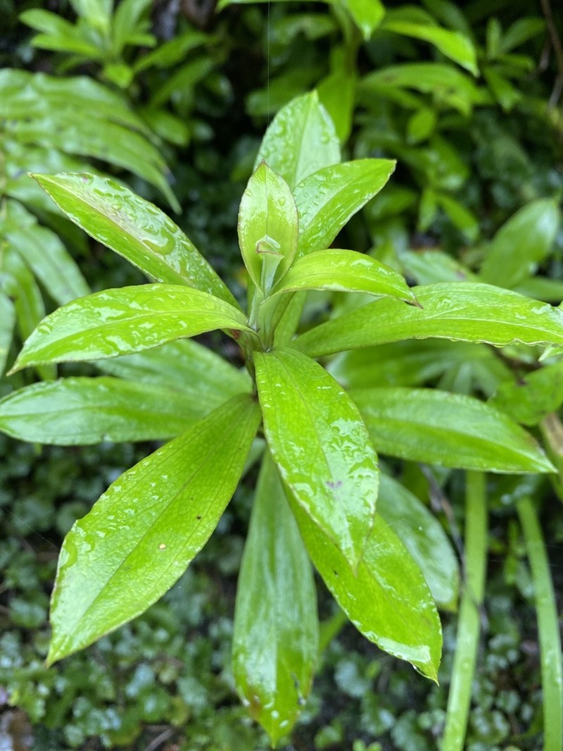 Anaphalioides trinervis photo 4