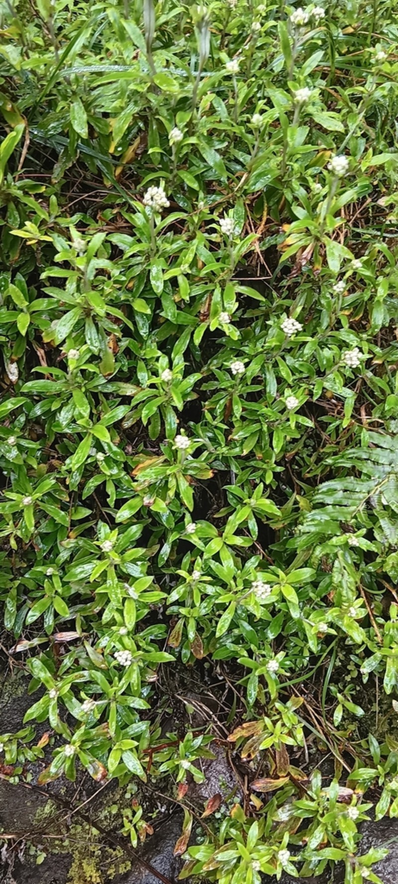 Anaphalioides trinervis photo 5