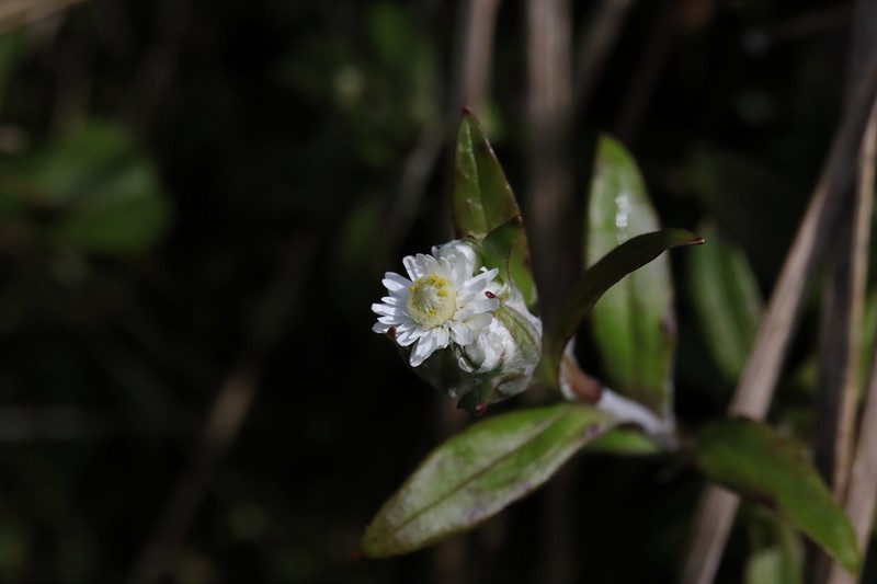 Anaphalioides trinervis photo 6