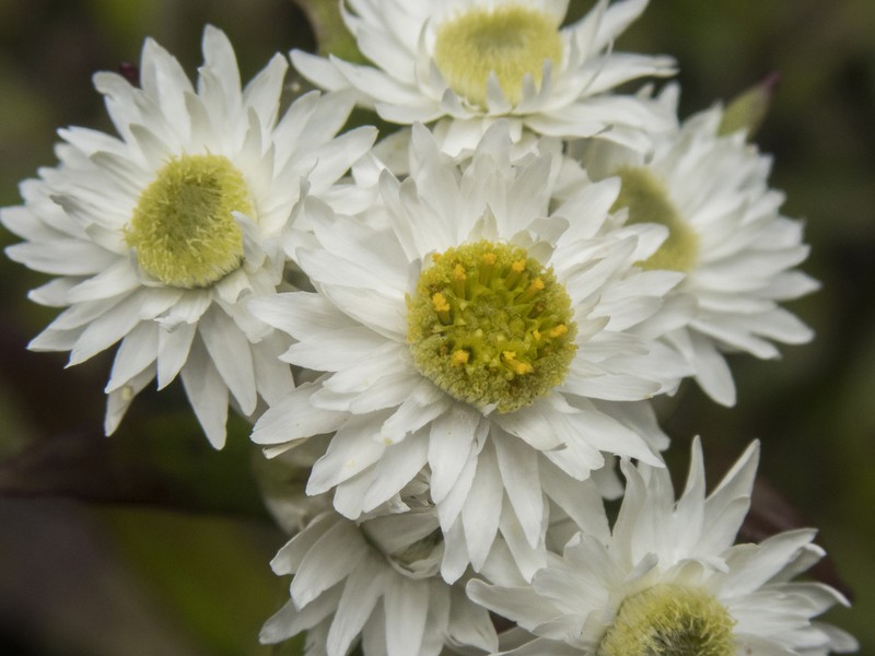 Anaphalioides trinervis photo 7