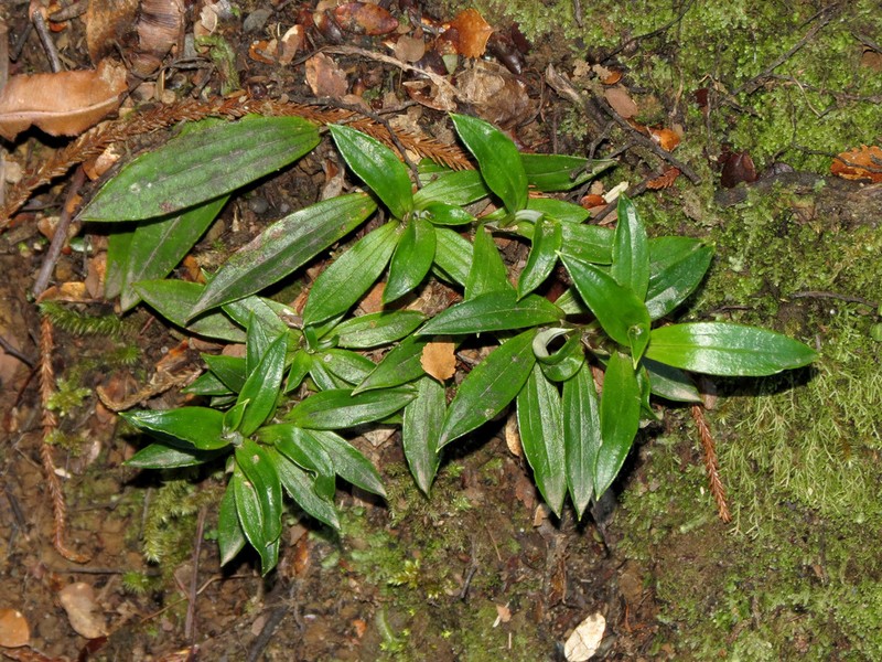Anaphalioides trinervis photo 8