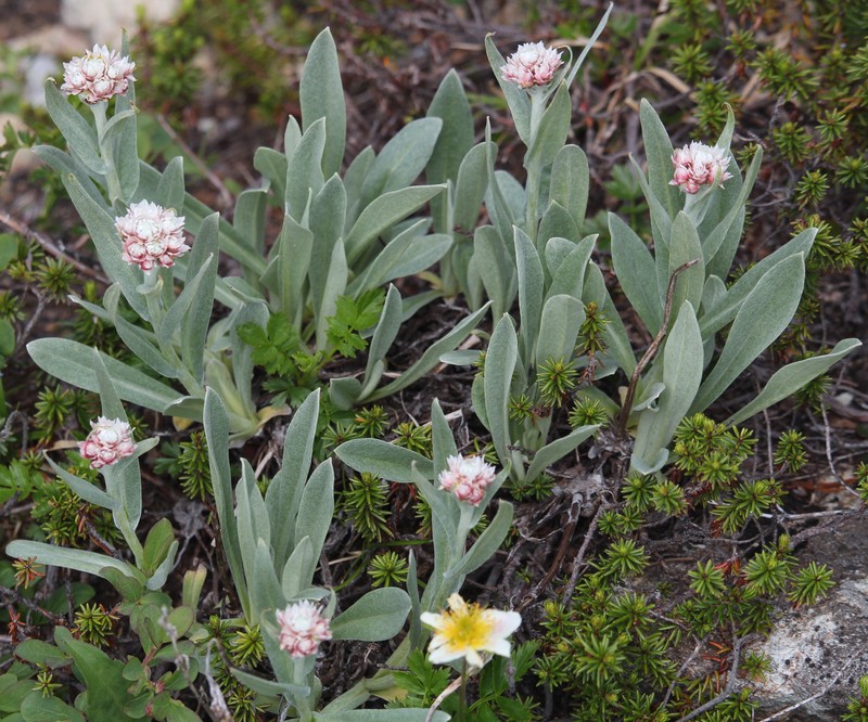 Anaphalis alpicola