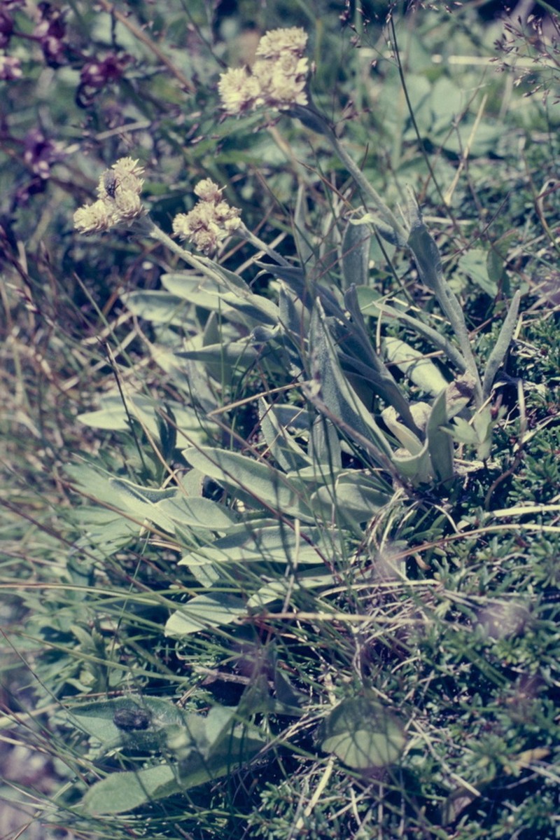 Anaphalis alpicola photo 2