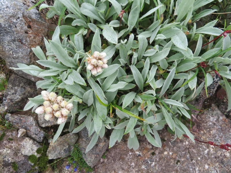 Anaphalis alpicola photo 3