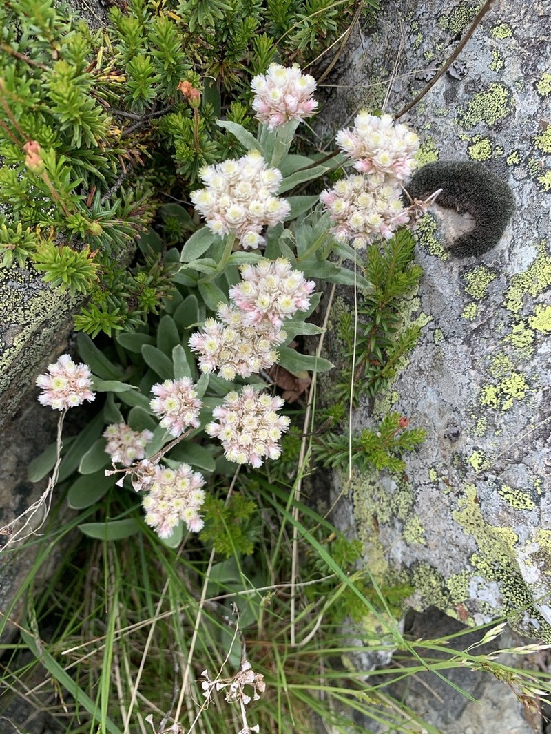Anaphalis alpicola photo 4