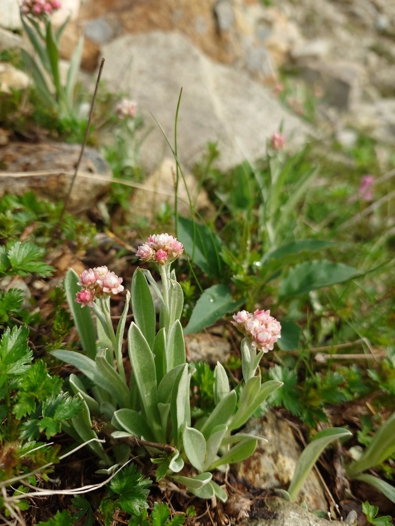 Anaphalis alpicola photo 5