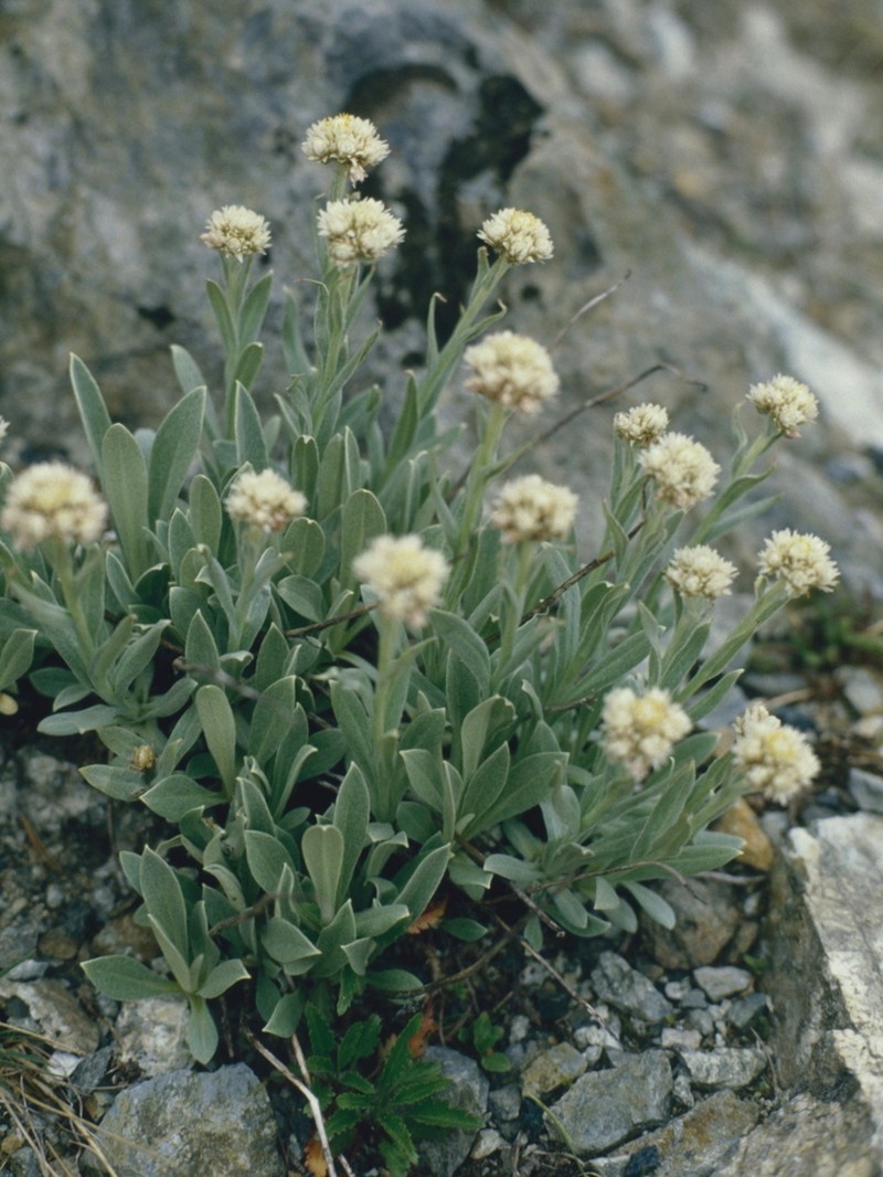 Anaphalis alpicola photo 6