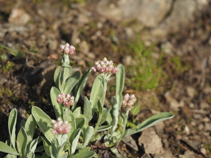 Anaphalis alpicola photo 7