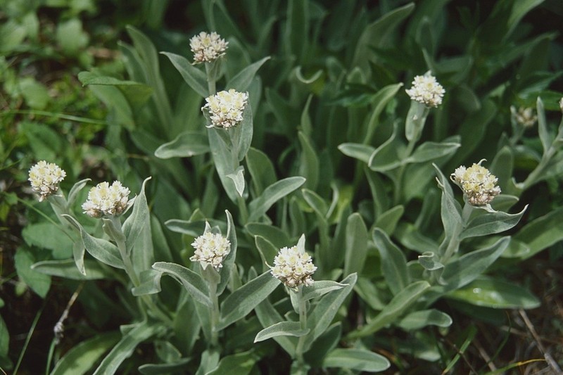 Anaphalis alpicola photo 8
