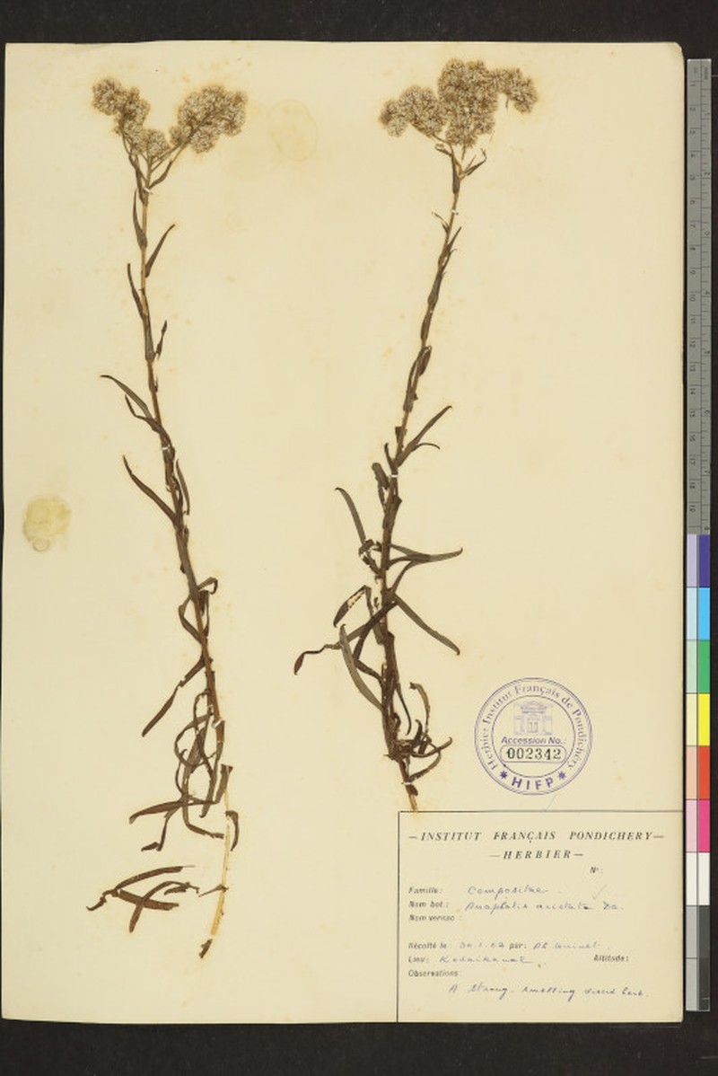 Anaphalis aristata photo 2