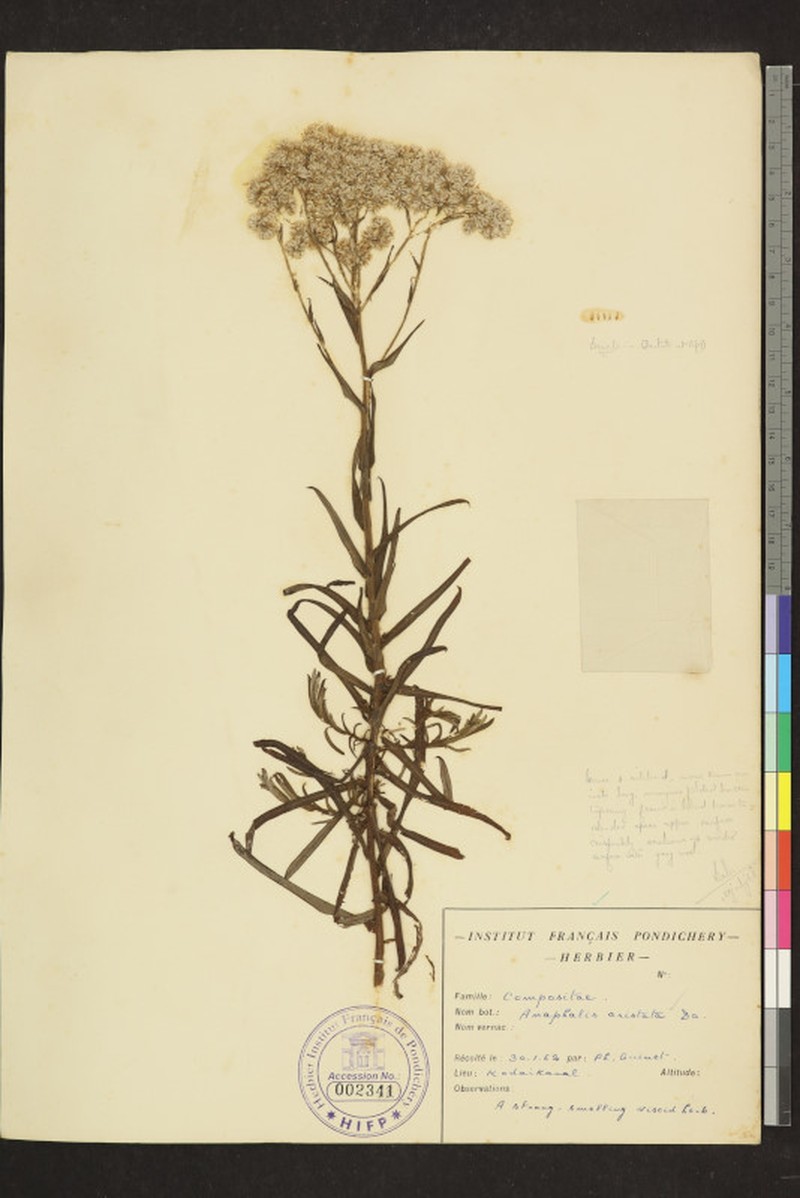 Anaphalis aristata photo 3