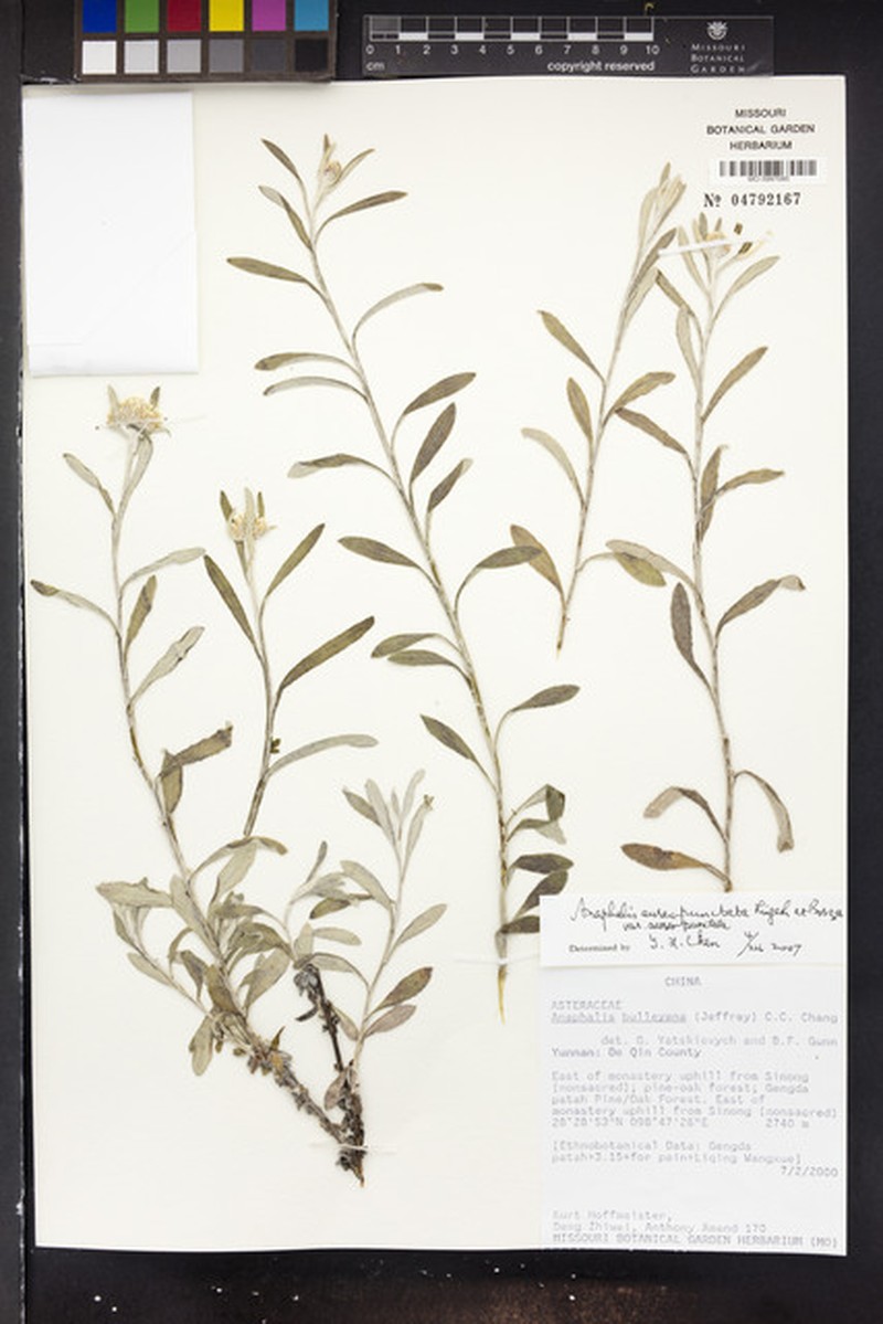 Anaphalis aureopunctata var. aureopunctata