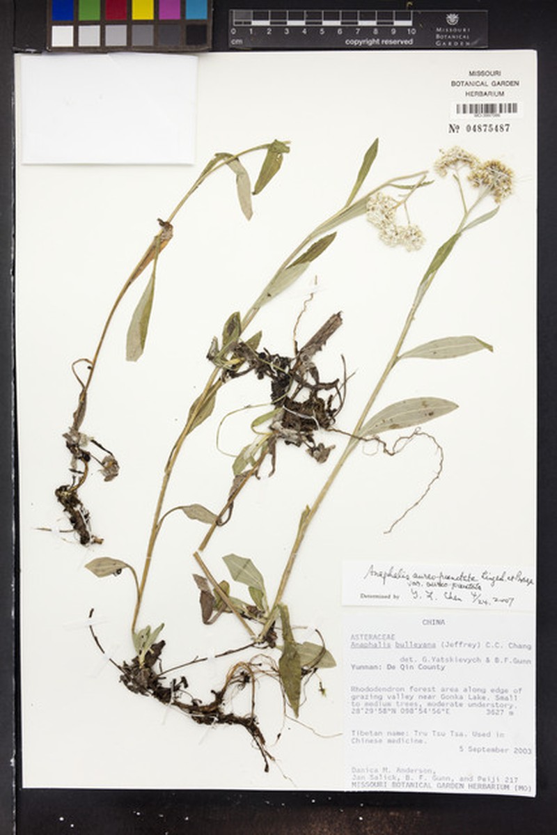 Anaphalis aureopunctata var. aureopunctata photo 2