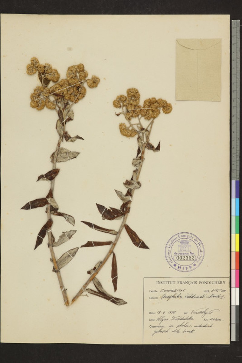 Anaphalis beddomei