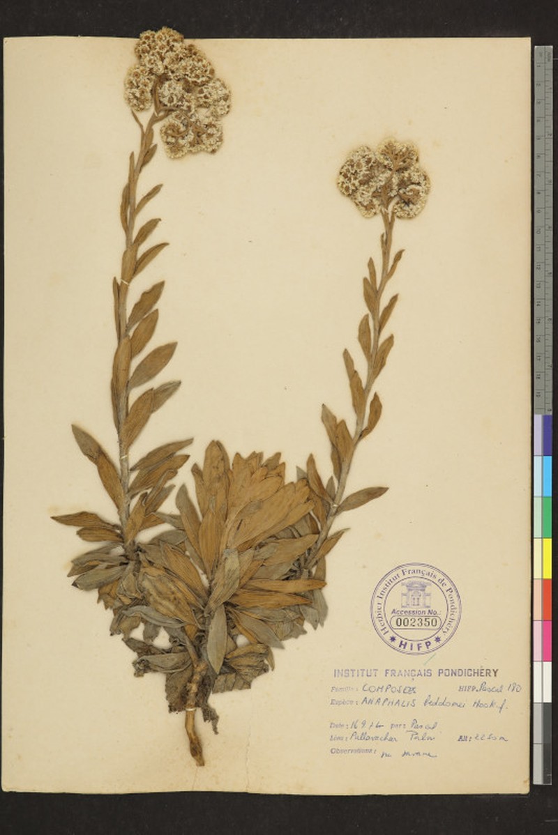 Anaphalis beddomei photo 3