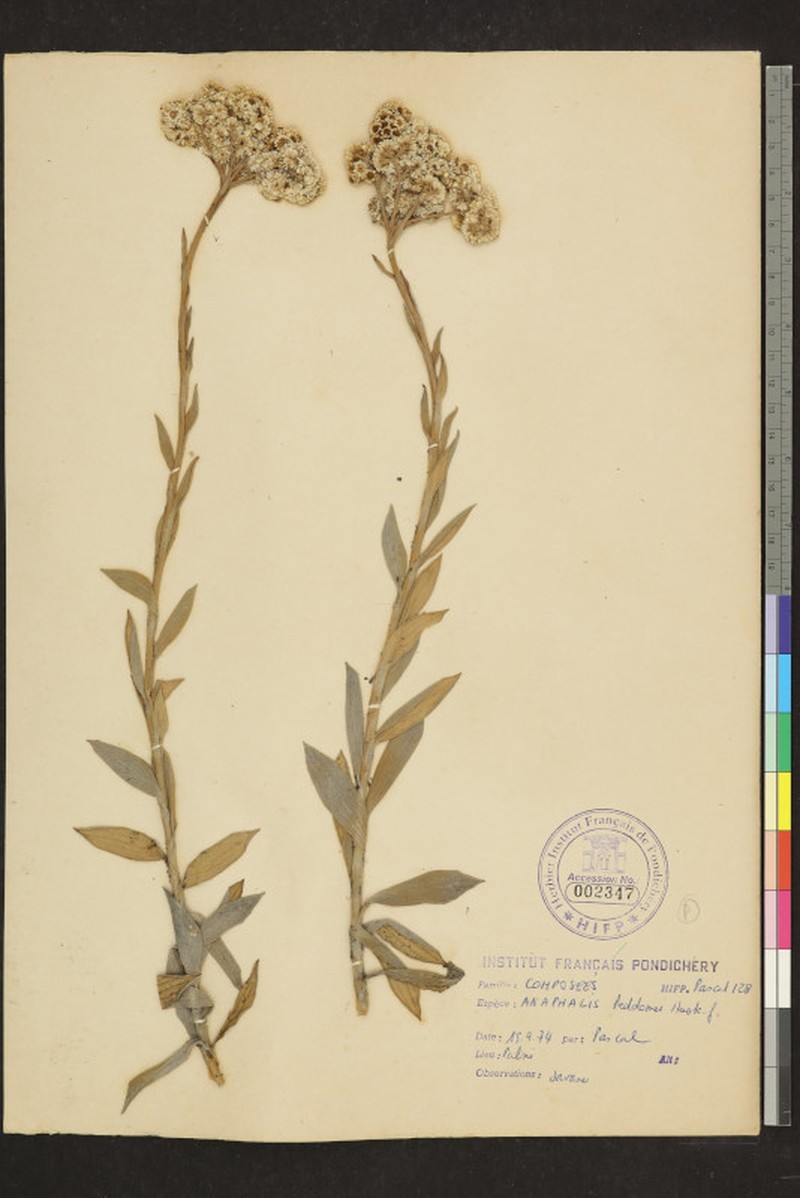 Anaphalis beddomei photo 6