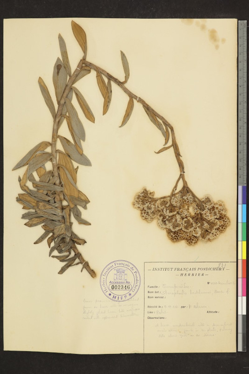 Anaphalis beddomei photo 7