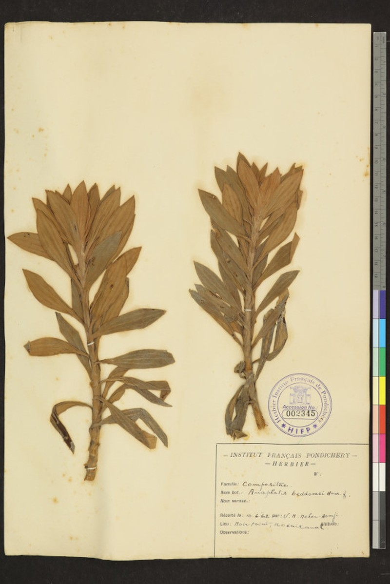 Anaphalis beddomei photo 8