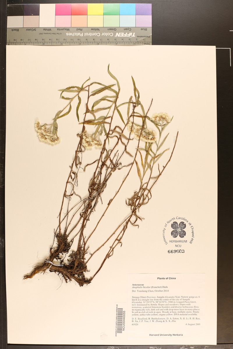 Anaphalis bicolor