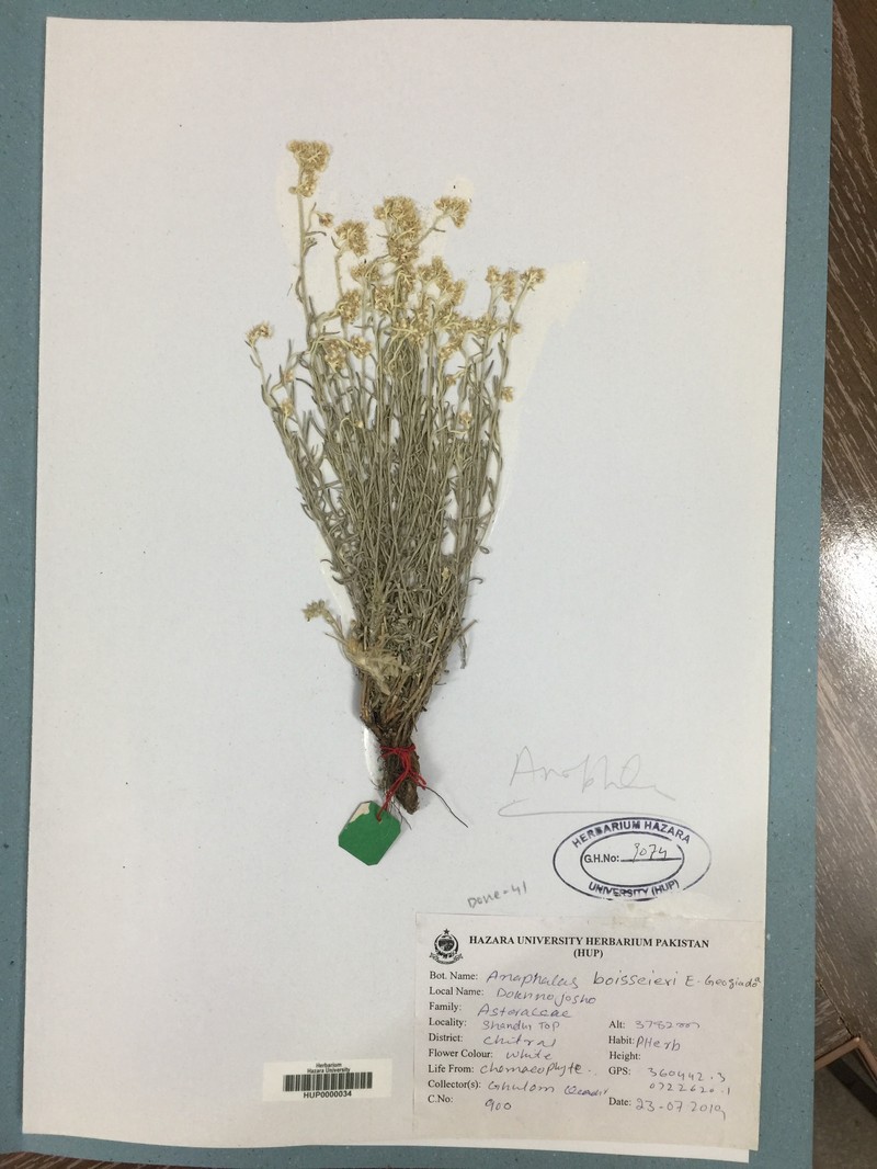 Anaphalis boissieri