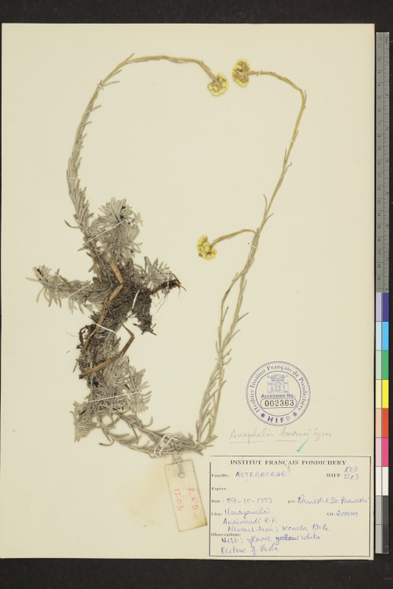 Anaphalis bournei